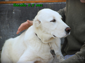 Additional photos: Central Asian Shepherd Puppy