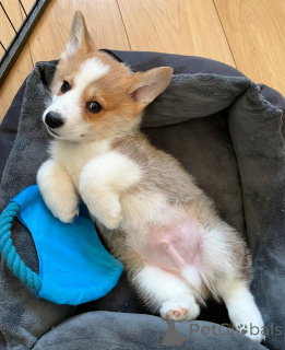 Photo №1. welsh corgi - for sale in the city of Berlin | negotiated | Announcement № 155808