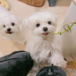 Photo №1. maltese dog - for sale in the city of Tartu | 350$ | Announcement № 170430