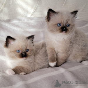 Photo №1. ragdoll - for sale in the city of Москва | 195$ | Announcement № 122002