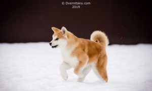 Photo №1. akita - for sale in the city of Zhytomyr | 820$ | Announcement № 914
