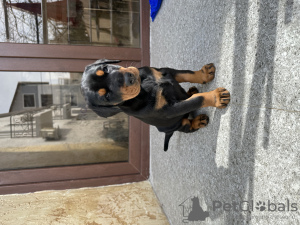 Photo №2 to announcement № 41019 for the sale of dobermann - buy in Georgia private announcement
