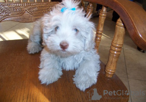 Photo №1. havanese dog - for sale in the city of Les Genevez | 400$ | Announcement № 44889
