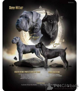 Photo №2 to announcement № 108505 for the sale of cane corso - buy in Serbia 
