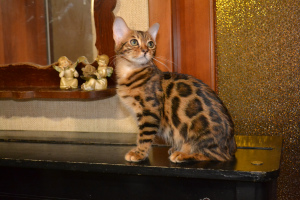 Photo №1. bengal cat - for sale in the city of Никополь | 421$ | Announcement № 4612