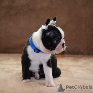 Photo №3. Boston terrier puppies. Serbia