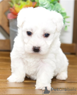 Photo №2 to announcement № 25290 for the sale of bichon frise - buy in Italy breeder
