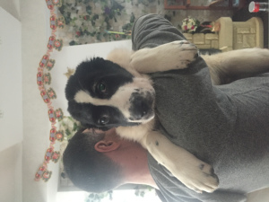 Photo №3. CAO puppies for sale. Belarus