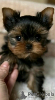 Photo №4. I will sell beaver yorkshire terrier in the city of Ohio City. breeder - price - negotiated