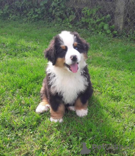 Photo №1. bernese mountain dog - for sale in the city of Подгорица | negotiated | Announcement № 124337