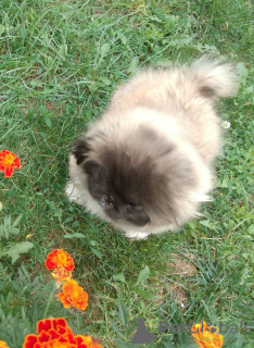 Additional photos: Pekingese puppies