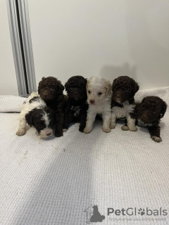 Additional photos: Lagotto Romagnolo puppies