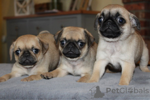 Photo №1. pug - for sale in the city of Vilnius | 370$ | Announcement № 36112