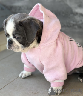 Photo №3. Exotic Pug. Serbia