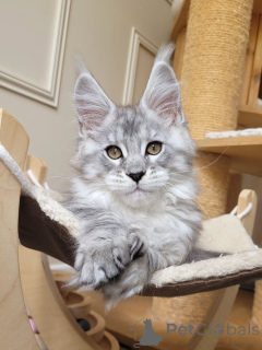 Photo №1. maine coon - for sale in the city of Cologne | negotiated | Announcement № 155921