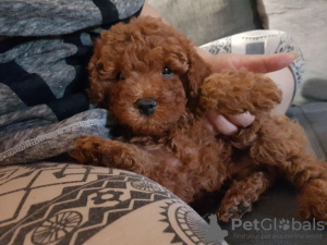 Photo №1. poodle (toy) - for sale in the city of Kistokaj | 2113$ | Announcement № 110199