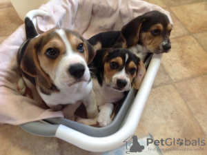 Photo №2 to announcement № 121058 for the sale of beagle - buy in Germany breeder