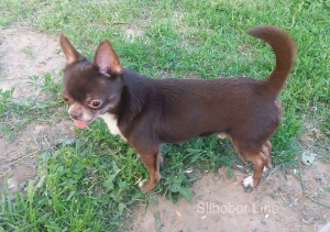 Photo №2. Mating service chihuahua. Price - Negotiated