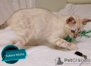 Photo №1. bengal cat - for sale in the city of Minsk | 454$ | Announcement № 9011