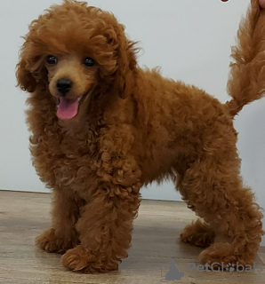 Additional photos: Toy Poodle puppies for sale