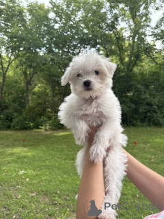 Photo №1. maltipu - for sale in the city of Berlin | 847$ | Announcement № 149845