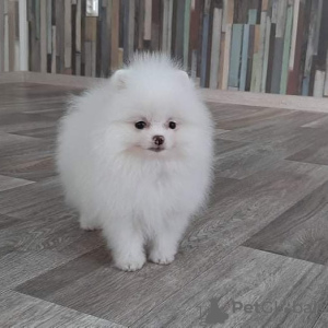 Photo №2 to announcement № 122719 for the sale of pomeranian - buy in Germany private announcement