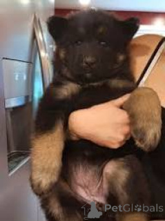 Photo №1. german shepherd - for sale in the city of Warsaw | 1032$ | Announcement № 167691