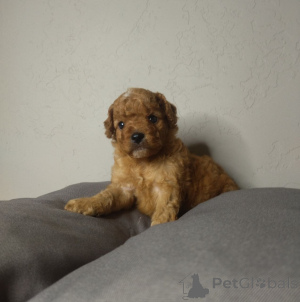 Photo №1. poodle (royal), poodle (toy) - for sale in the city of Helsinki | 568$ | Announcement № 163527