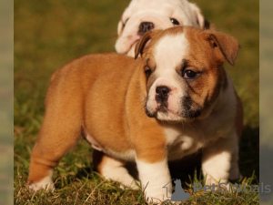 Photo №2 to announcement № 11572 for the sale of american bulldog - buy in Bahrain breeder