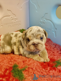 Photo №1. english bulldog - for sale in the city of Bezanson | 350$ | Announcement № 161335