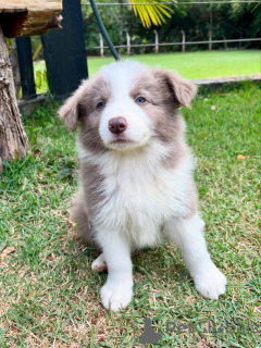 Photo №1. border collie - for sale in the city of Munich | negotiated | Announcement № 159498