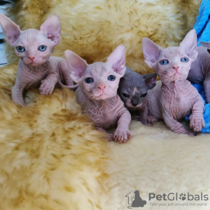 Photo №1. sphynx-katze - for sale in the city of Berlin | negotiated | Announcement № 100376