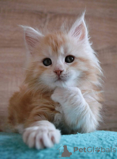 Photo №3. Kocięta rasy Maine Coon na sprzedaż. Poland