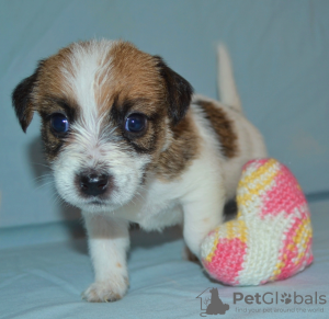 Photo №1. jack russell terrier - for sale in the city of Москва | negotiated | Announcement № 45136