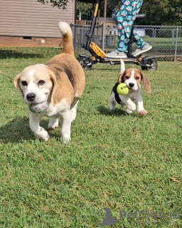 Photo №2 to announcement № 127387 for the sale of beagle - buy in Germany private announcement