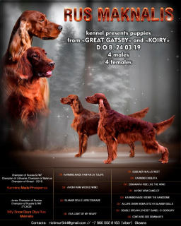 Photo №1. irish setter - for sale in the city of Москва | 430$ | Announcement № 1722