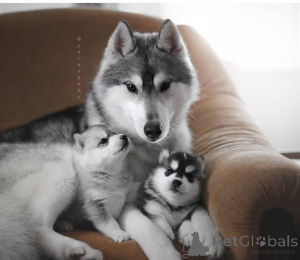 Photo №4. I will sell  in the city of City of London.  - price - negotiated