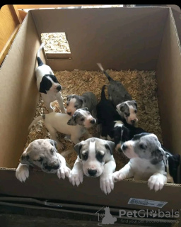 Photo №2 to announcement № 54781 for the sale of great dane - buy in Finland breeder