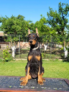 Photo №2 to announcement № 101989 for the sale of dobermann - buy in Serbia 