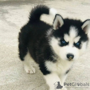 Photo №1. siberian husky - for sale in the city of Bucharest | negotiated | Announcement № 85232