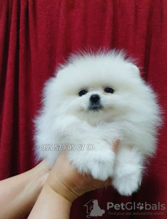 Photo №2 to announcement № 93536 for the sale of pomeranian - buy in Georgia from nursery, breeder