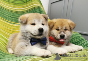 Photo №2 to announcement № 24313 for the sale of akita - buy in Turkey private announcement