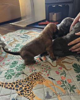Photo №4. I will sell cane corso in the city of Zachris. private announcement - price - 465$