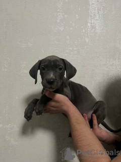 Photo №2 to announcement № 132736 for the sale of american bully - buy in Russian Federation breeder