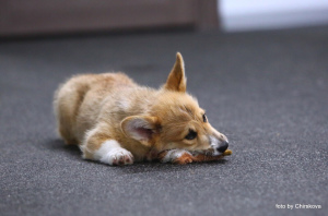 Photo №4. I will sell welsh corgi in the city of Москва. from nursery - price - 871$