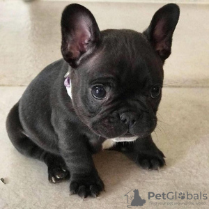 Photo №1. french bulldog - for sale in the city of Reykjavík | negotiated | Announcement № 85397