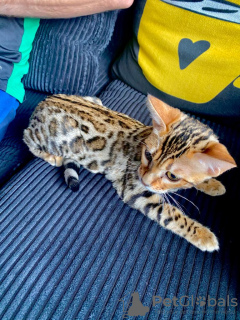 Photo №2 to announcement № 12116 for the sale of bengal cat - buy in Netherlands from nursery