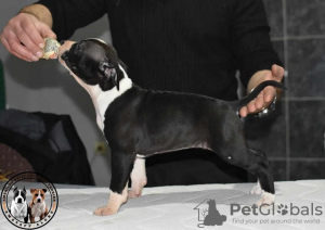 Photo №2 to announcement № 90222 for the sale of american staffordshire terrier - buy in Serbia breeder