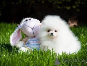 Photo №2 to announcement № 118237 for the sale of pomeranian - buy in Germany private announcement