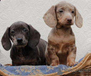 Photo №3. Dachshunds Puppies. Austria